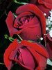 Red Rose Picture