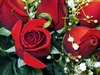 Red Rose Picture