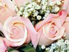 Pink rose Pictures