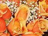Yellow Rose Picture