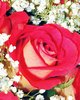 Coral Rose Picture