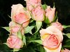 Pink Roses Picture