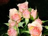 Pink Roses Picture