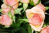 Pink Roses Picture
