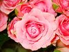 Pink Rose Picture