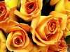 Yellow Roses Picture