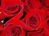 Picture of Red Roses