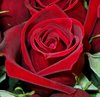 Red Rose Picture