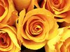 Yellow Roses Picture