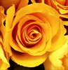 Yellow Rose Picture