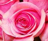 Pink Rose Picture