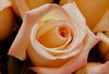Blused Rose Picture