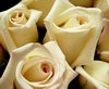 White Rose Picture