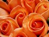 Picture of Orange Roses