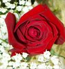 Red Rose Picture