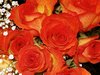 Orange Rose Picture