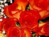 Orange Roses Pictures