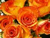Orange and Yellow Roses
