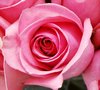 Pink Rose Picture