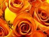 Orange and Yellow Roses