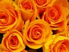 Orange Roses