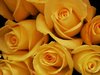 Yellow Roses Picture