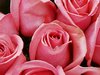 Pink Roses Picture