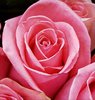 Pink Rose Picture