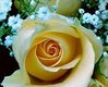 Cream Color Rose Picture