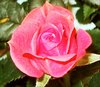 Pink Rose Picture