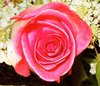 Pink Rose Picture