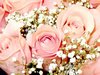 Pink Roses Picture