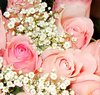 Pink Roses Picture