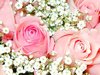 Pink Roses Picture