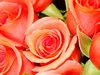 Orange Roses Picture