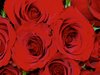 Red Roses Picture