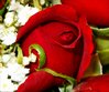 Red Rose Picture