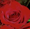 Red Rose Picture