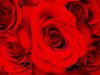 Red Rose Picture