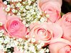Pink Roses Picture