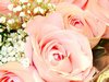 Pink Roses Picture