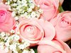 Pink Roses Picture
