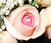 Pink Rose Picture