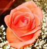 Coral Rose Picture