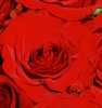 Red Rose Picture