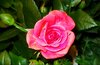 Pink Rose Picture