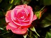 Pink Rose Picture