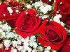 Red Roses Picture