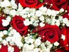 Red Roses Picture