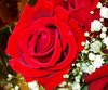 Red Rose Picture